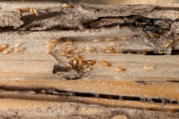 Professional Pest Control in Pawnee, IL